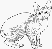 coloriage chat sphynx